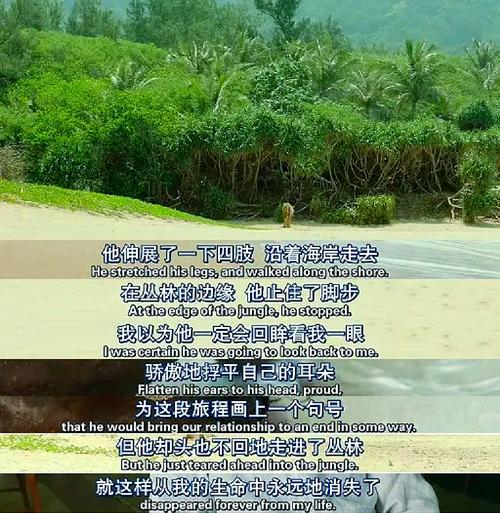 一个卡密的奇幻漂流,从诞生到退休的365天