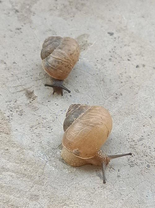 当支付接口卡壳时,我们如何揪出那只慢蜗牛?