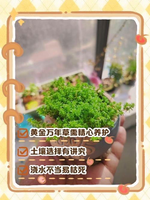发卡网店,不是每天浇水就能开花,但荒废三天草就比花高
