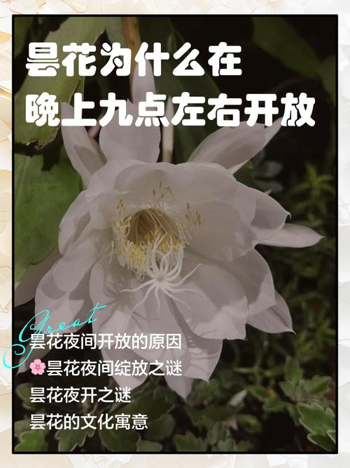 链动小铺发卡网，昙花一现还是长青模式？