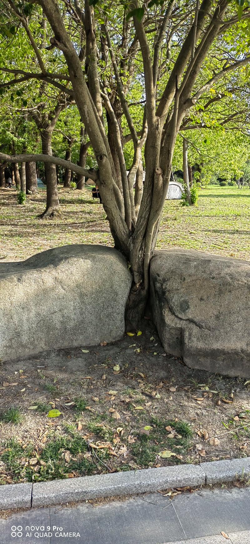 链动小铺，在虚拟赛道的缝隙里，种下一棵真实的树