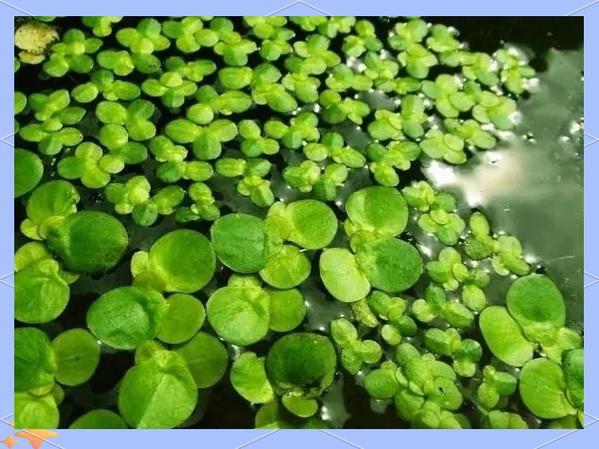 别做大池塘的浮萍,要做小水洼的龙王,链动小铺在发卡网生态里的穷人精准获客术