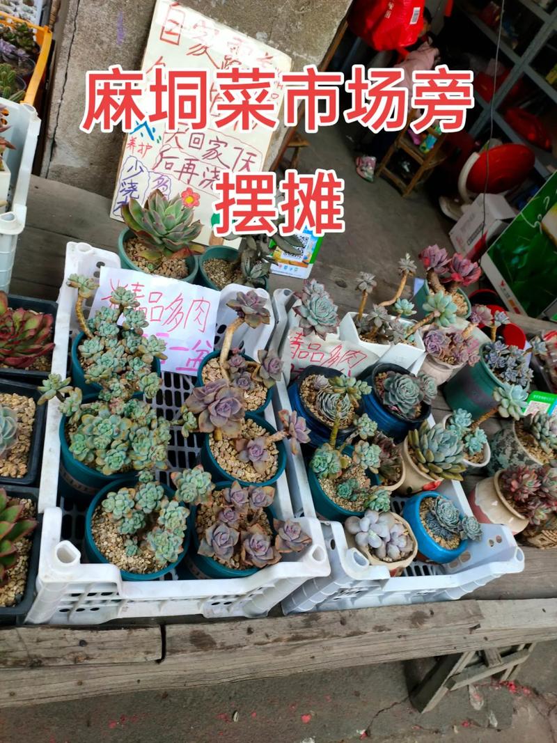 别拿发卡网当菜市场摆摊了，不嫁接链动小铺的流量裂变引擎，你的摊子只能陪着灰尘转圈圈