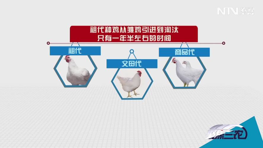 告别卡脖子焦虑，链动小铺的省心神话，对比发卡网的真实痛感